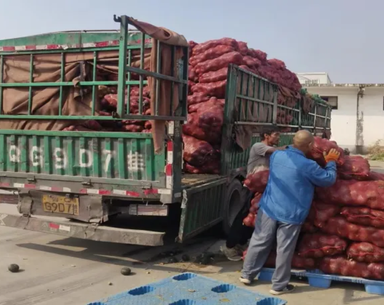 新脉络：：：内蒙洋葱直抵西安
